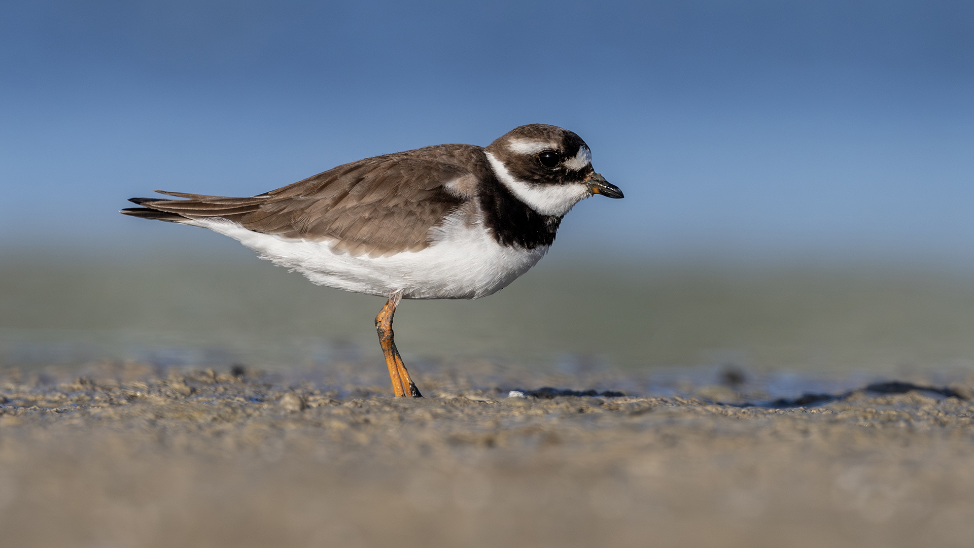 Common Ringed Plover
